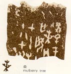 甲骨文上的桑字