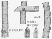 桑树嫁接的简单芽接法